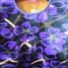 ɶװг ɶɻطװг ɶװbdn003